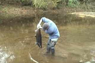 VIDEO: Ako chytiť lososa rukami