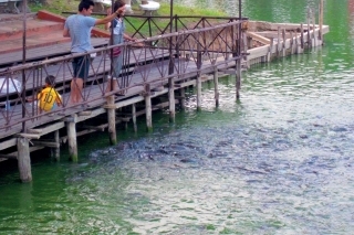 Takto turisti chovajú mníchom ryby za ich vlastné peniaze. Tomu sa už hovorí vysoká efektivita.