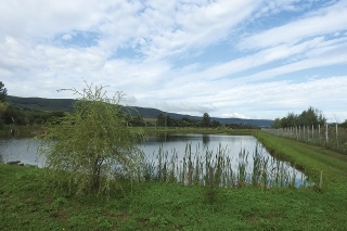 Dvojhektárový  black bassový rybník určený na športový rybolov.