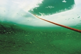 Fotografujeme ryby a ich životné prostredie: Extrémne podmienky: v zime pod vodou