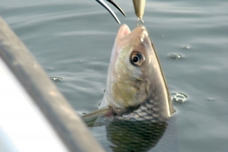 Ak si rybu nechcete privlastniť alebo sa s ňou odfotiť, vypnite ju priamo vo vode.