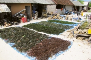 Sušenie "úrody" v typickej rybarskej osade.