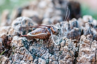 Hladinová imitácia chrobáka (F – plávajúci vobler).