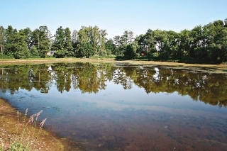 Približne hektár veľký rybník vhodný na odchov zubáča.