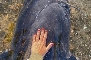 Pre znázornenie veľkosti ryby, Claudia položila na neho svoju ruku, aby bolo vidieť aké má mohutné telo.