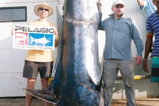 Obrovský, viac ako 400 kg marlin je novým rekordom. Bohužiaľ, svoj život prehral.