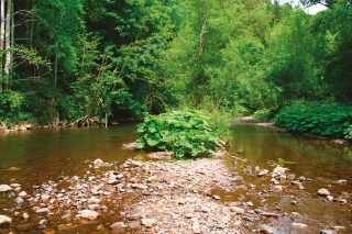 Pekné prostredie rieky Čierny Váh.