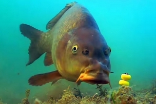 VIDEO: Spravánie sa kaprov pred nasatím nástrahy