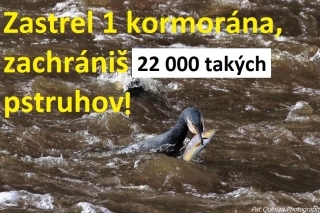 kormorán, nepriateľ, žerie, ryby