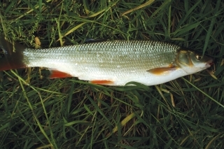 Podustvy môžeme ľahko loviť aj na rotačky. 
Táto sa nechala zlákať na zlatú rotačku.