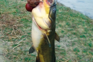 Ako správne s touto pomôckou pracovať? Boilies nastražené bez ochrannej fólie sumček atakoval tak dlho, až sa chytil na háčik.