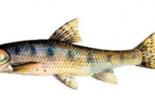 Hrúz škvrnitý
(gobio gobio)