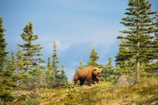 Medveď hnedý - grizzly 
na brehu rieky.