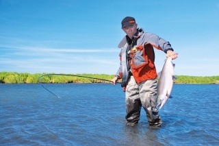 Losos nerka - sockeye.