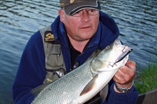 Tučný boleň chytený na malý stickbait.