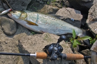 Pekný boleň ulovený na stickbait v strede jazera.