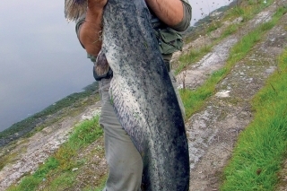 Sumec 179 cm chytený na prívlač, presne toľko meriam aj ja.