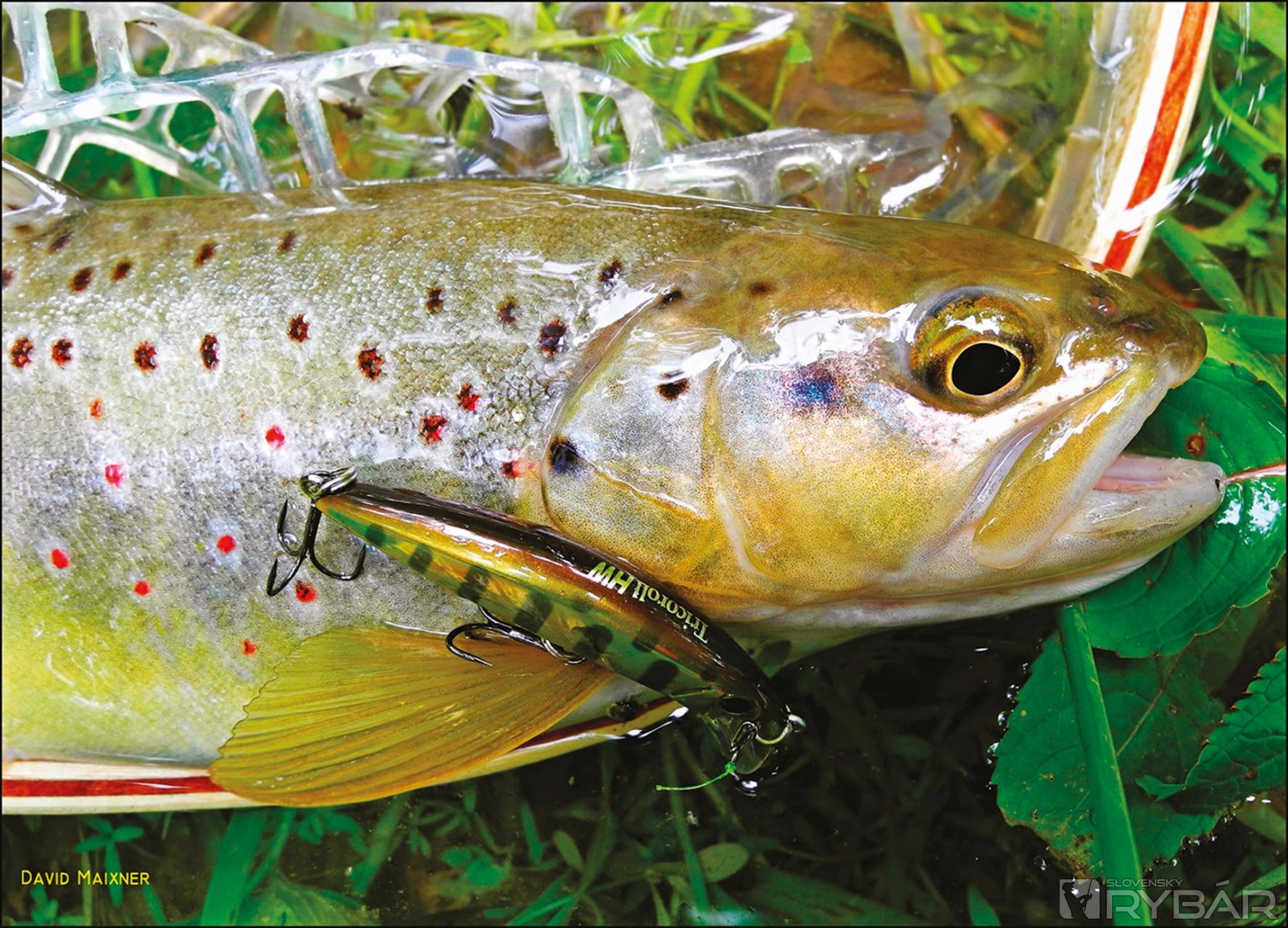Potočák z hĺbky na Gold yamame.