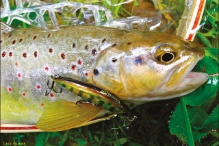 Potočák z hĺbky na Gold yamame.