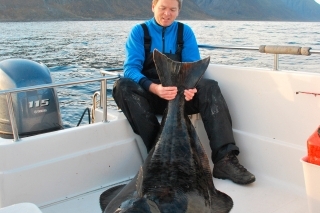 Ulovený halibut s mierami 157 cm a 49 kg.