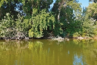 Pokiaľ sme chceli dosiahnuť záber, naše montáže museli ležať v blízkosti potopených stromov.