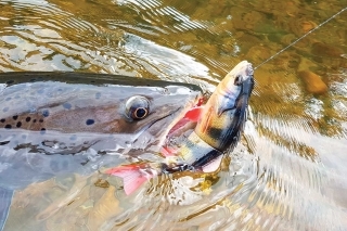 Tajmenom chutili hlavne veľké gumené nástrahy, ale ostriež sa tu nevyskytuje, tak jeho účinnosť nebola predpokladaná.