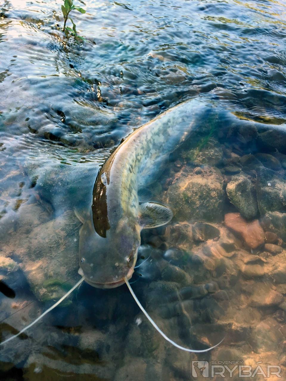 Spomienky na Ondavu a Domašu 3