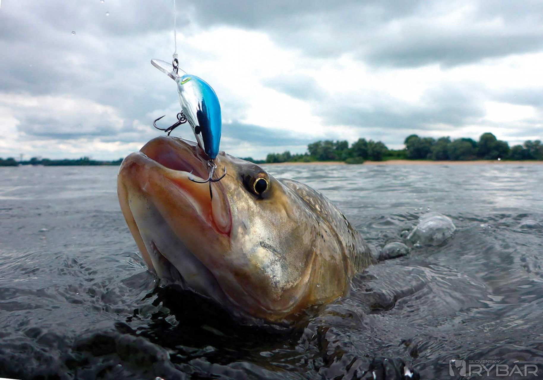 Crankbait: prvý medzi rovnými 1