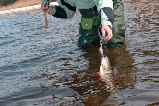 Crankbait: prvý medzi rovnými 1