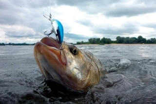 Crankbait: prvý medzi rovnými 8