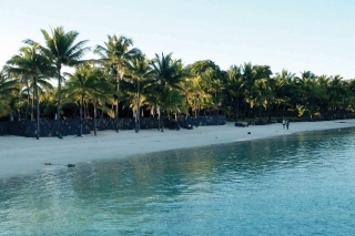 Na kokosových palmách pri pláži nocujú kalone.
