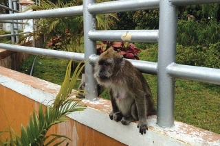 Nepôvodný,
zavlečený druh
primáta na ostrove – 
makak jávsky.