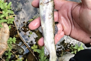 Takto vyzerali nasadené ryby. Mnohé lov na kukuricu či ikry, keď nástraha končila hlboko v ich žalúdku, neprežili.