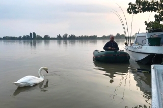 Nakŕm labuť a rieka sa ti odmení.
