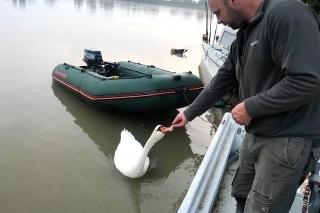 Labute na Páde majú rovnaký apetít ako tie slovenské.