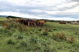 Farmy dotvárajú dokonalý obraz Škótskej vysočiny.