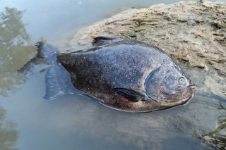 Bol to skutočne unikátny kus –
piraňa s hmotnosťou cca 5 kg!