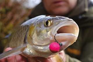 Jalec často zoberie boilies určené pre kapra.