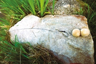 Som presvedčený o tom, že pri cielenom love tých najväčších kaprov vám dlhé nadväzce môžu priniesť značnú výhodu.