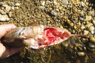 Detail poranenia.