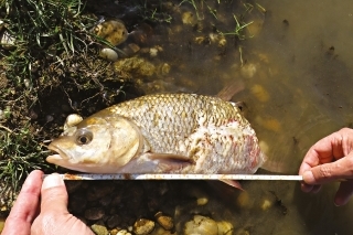 Jalec mal lovnú mieru – po koniec análnej plutvy 33 cm.