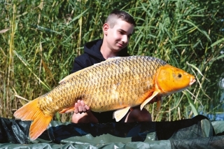 Druhýkrát za rybársku výpravu chytený viac ako 13 kg koi kapor.
