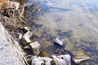 Handry na kameňoch pod výpustom v meste Košice/Južné nábrežie.