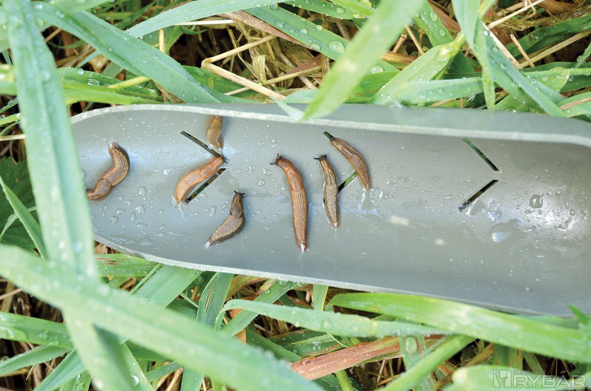 Hoci na lopatke už nie je žiaden partikel, slimáky boli magicky priťahované. Aj keď nám kvasený partikel príliš nevonia, ako mnohé druhy boilies, predsa je vysoko atraktívny.