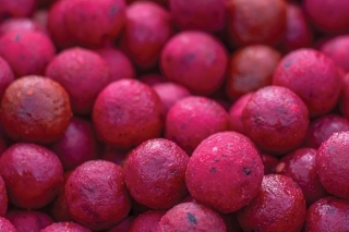 Rovnaký druh boilies kŕmim počas celého týždňa.