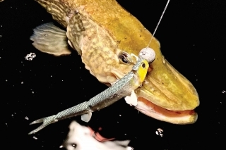 Počítať musíme aj s úlovkami bonusových šťúk – táto sa nechala zlákať nástrahou Westin TwinTeez Pelagic V-Tail.