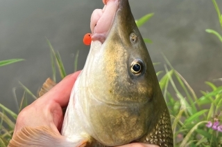 Opäť nástraha 
Wafter Dumbbell Krill.