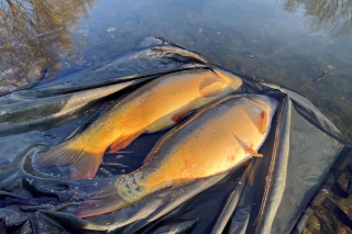 Horúci jesenný method feeder