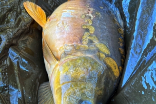 Horúci jesenný method feeder 6