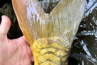 Horúci jesenný method feeder 8